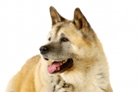 Picture of Large Akita dog isolated on a white background