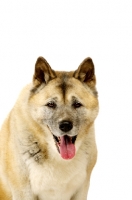 Picture of Large Akita dog isolated on a white background