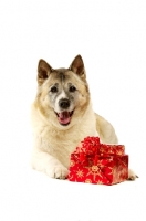 Picture of Large Akita dog laying with Christmas presents isolated on a white background