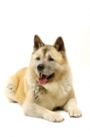 Picture of Large Akita dog lying isolated on a white background