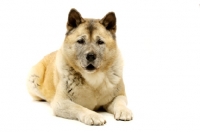 Picture of Large Akita dog lying isolated on a white background