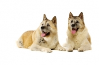 Picture of Large Akita dog lying isolated on a white background