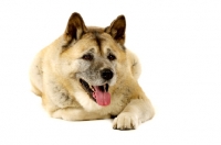 Picture of Large Akita dog lying isolated on a white background