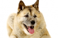 Picture of Large Akita dog lying isolated on a white background