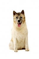 Picture of Large Akita dog lying isolated on a white background