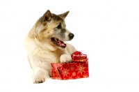 Picture of Large Akita dog lying with a Christmas present isolated on a white background