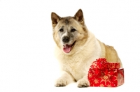 Picture of Large Akita dog lying with Christmas presents isolated on a white background