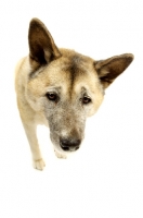 Picture of Large Akita dog on a white background