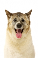 Picture of Large Akita dog sat isolated on a white background