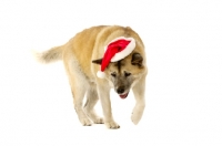 Picture of Large Akita dog sat wearing a Santa Christmas hat isolated on a white background