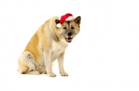 Picture of Large Akita dog sat wearing a Santa Christmas hat isolated on a white background