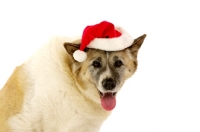 Picture of Large Akita dog sat wearing a Santa Christmas hat isolated on a white background