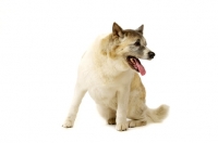 Picture of Large Akita dog sitting, looking to the side isolated on a white background