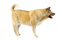 Picture of Large Akita dog standing sideways isolated on a white background