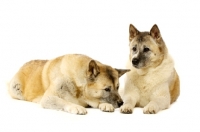 Picture of Large Akita dogs laying together isolated on a white background