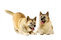 Picture of Large Akita dogs lying isolated on a white background