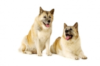 Picture of Large Akita dogs lying isolated on a white background