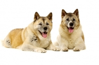 Picture of Large Akita dogs lying isolated on a white background