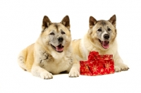 Picture of Large Akita dogs lying with Christmas presents isolated on a white background