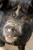 Picture of large black pig, close up