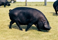 Picture of large black sow at royal show