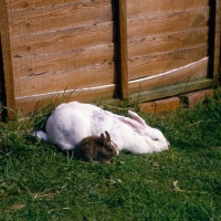 Picture of large cross bred and small netherland dwarf rabbit together