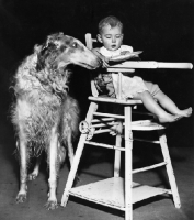 Picture of Large dog looking at baby boy's plate