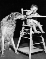 Picture of Large dog looking at baby boy's food whilst he eats