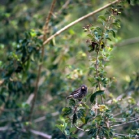 Picture of large ground finch near blossom, james island, galapagos islands