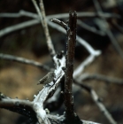 Picture of large ground finch on james island, galapagos islands