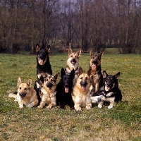 Picture of large group of german shepherd dogs from rozavel