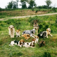 Picture of large group of trained dogs posing together before breaking away in photo AP-WXM8GT