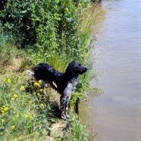 Picture of large munsterlander at riverside