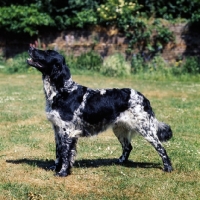 Picture of large munsterlander from foxbrae