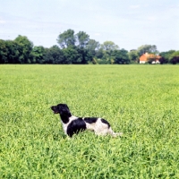 Picture of large munsterlander in a field of crops awaiting instructions