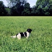 Picture of large munsterlander in a field of crops awaiting orders