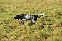 Picture of large Munsterlander in field