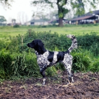 Picture of large munsterlander in pointing pose