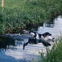 Picture of large munsterlander jumping into water