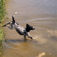 Picture of large munsterlander jumping into water