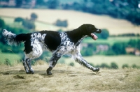 Picture of large munsterlander, mitze of houndbrae on the move on hillside