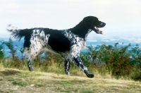 Picture of large munsterlander, mitze of houndbrae, galloping on hillside