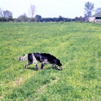 Picture of large munsterlander picking up a scent