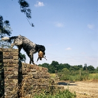 Picture of large munsterlander retrieving pheasant walking down a wall 