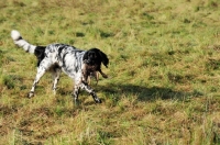 Picture of large Munsterlander retrieving