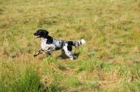Picture of large Munsterlander running in field