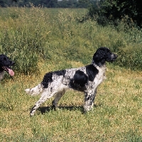 Picture of large munsterlander standing in a field