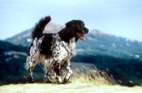 Picture of large munsterlander walking on malvern hills