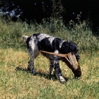 Picture of large munsterlander walking on grass retrieving  pheasant 