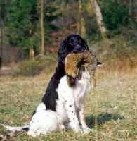 Picture of Large Munsterlander with rabbit